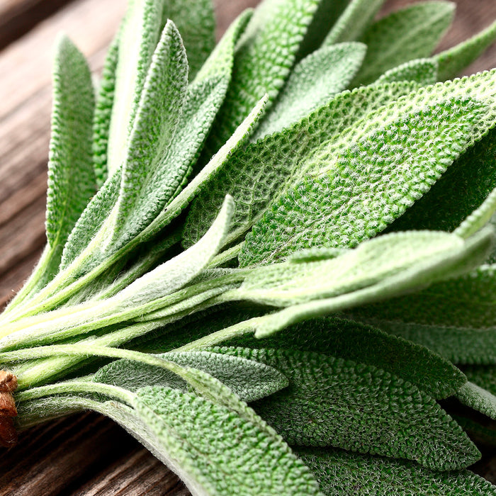 Suosittu ja monipuolinen salvia
