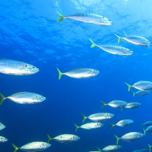 Tarvitsemmeko kalaöljyä ravintolisänä?