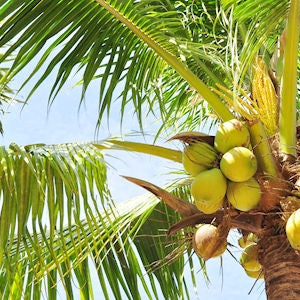 Aito luomukookosöljy on monipuolinen ja maukas!