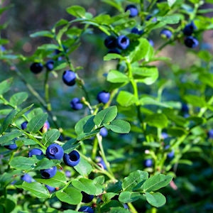 Superfoodit jaksamisen tukena