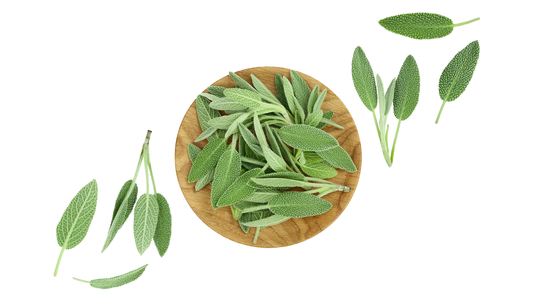 Monipuolinen salvia naisille ja miehille