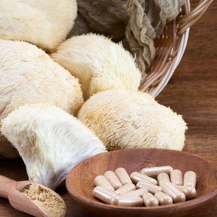 Siiliorakas eli Lion’s Mane – vuoden 2025 rohdoskasvi