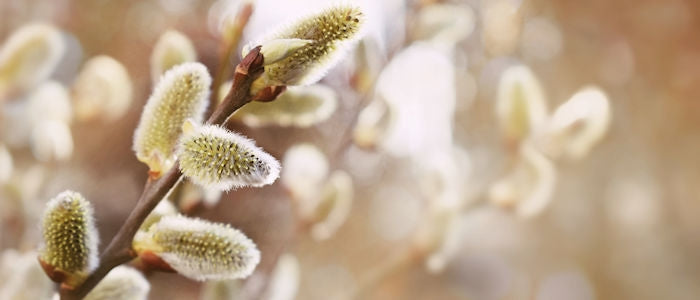 Näin valmistaudut kevääseen – helpotusta allergioihin!